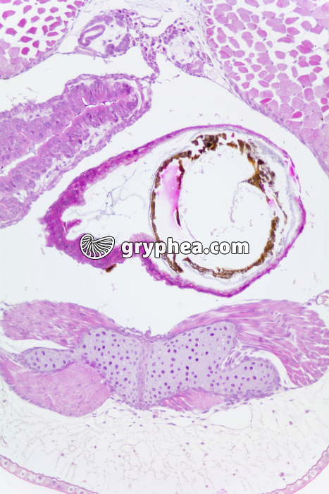 Tétard Tube digestif en CT x25 - gryphea.com